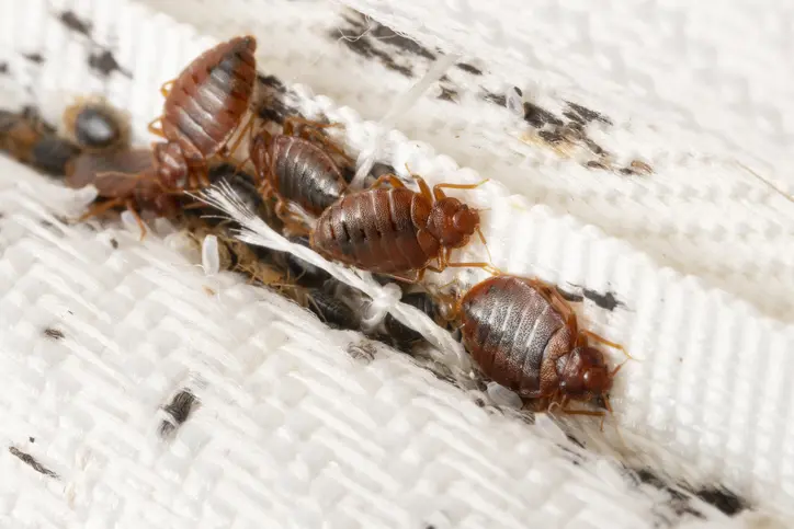 Close-up of bed bugs and shed skins along a mattress seam before treatment
