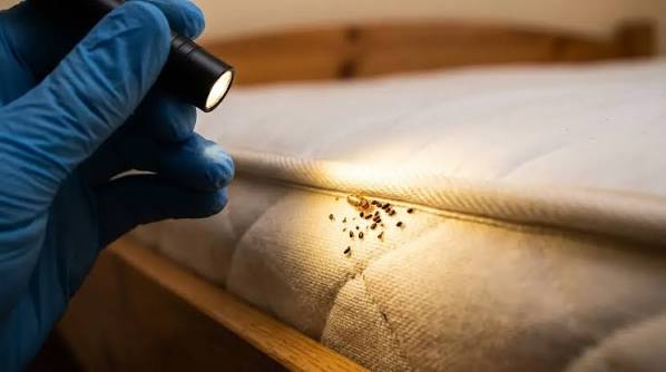 Technician using a flashlight to inspect a mattress seam for bed bugs in a Cleveland, OH home